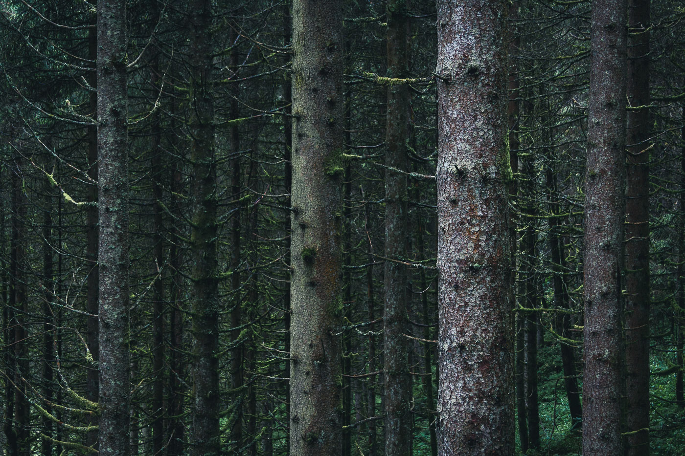 Photography Personal Project